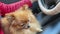 Dog in the car. Miniature Pomeranian in the hands of the hostess, who is driving. Traveling with pets