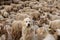 dog caring sheep flock in El Tarter, Canillo, Andorra.