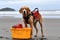 dog carrying basket of life-saving equipment on beach patrol