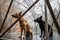 dog and cat architects working on complex, interwoven structure of glass and steel