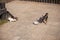 Dog and cat eat. A gray-white cat and a Chihuahua dog eat dry food. Dog and cat are fed side by side