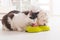 Dog and cat eating natural food from a bowl