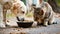 Dog and cat enjoy meal together from shared bowl, Ai Generated