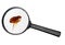 Dog or cat flea under real magnifying glass over white