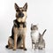 dog and cat friends on white background