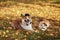 Dog and cat lie in the autumn sunny garden among the fallen bright leaves