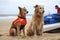 dog and cat lifeguards keeping a watchful eye on the beachgoers, ready to jump into action