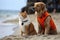 dog and cat lifeguards patrolling the beach together, keeping watch over their human charges