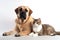 Dog and a cat lying next to each other on a white background. The dog is a large breed with a tan coat and black muzzle while the
