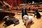 dog and cat musicians rehearsing for grand symphony concert at prestigious venue