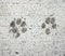 Dog and Cat paw prints