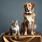 a dog and cat perched above a white banner.