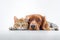 Dog and Cat Relaxing lying on White Background