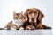 Dog and Cat Relaxing lying on White Background