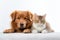 Dog and Cat Relaxing lying on White Background