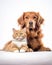 Dog and Cat Relaxing lying on White Background