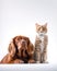 Dog and Cat Relaxing lying on White Background