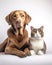 Dog and Cat Relaxing lying on White Background