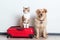 A dog and a cat are sitting with a red suitcase. Traveling with animals. Generative AI