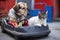 a dog and a cat sitting together in a bumper car, enjoying the ride