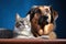 Dog and cat sitting together showcasing adorable companionship and friendship in a cozy home setting, animal photography pics