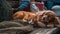 dog and cat sleep together ,sit on promenade in the port between fishing boats, sunny day, Thessaloniki portand