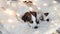 Dog and cat sleeping under christmas garlands