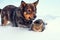 Dog and cat in snow