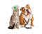 Dog and Cat Veterinarian and Nurse