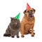 Dog and Cat Wearing Birthday Hat and Licking Lips