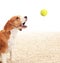 Dog catches ball on white background