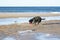 Dog catching ball on sand