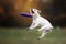 Dog catching disk in jump