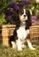 Dog Cavalier king charles spaniel