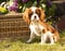 Dog Cavalier king charles spaniel