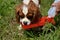 Dog, Cavalier King Charles Spaniel (Blenheim) Drinking Water from Water Dispenser