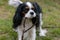 The dog of the Cavalier King Charles Spaniel breed holds a collar with a leash in his mouth, is going for a walk.
