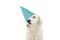 DOG CELEBRATING A BIRTHDAY, CARNIVAL, MARDI GRAS OR NEW YEAR PARTY WITH A BLUE GLITTER HAT. ISOLATED AGAINST WHITE BACKGROUND
