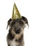 DOG CELEBRATING A BIRTHDAY OR NEW YEAR WEARING A GOILDEN GLITTER PARTY HAT. ISOLATED ON WHITE BACKGROUND