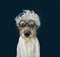 Dog celebrating carnival, hallowen or new year party dressed as einstein. intelligent, dog concenpt, Isolated on blue background