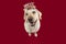 Dog celebrating new year with a diadem text sign. High angle view. Isolated on red  background