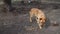 Dog on a chain, the dog next to the booth, the dog in the yard. Guard dog on a chain in the village.