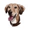 Dog with chain drawing closeup brown purebred