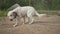 Dog on the chain, happy wagging his tail. The village is on the outskirts of the forest. Rural landscape.