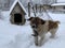 A dog on a chain in the snow near the booth. In the yard there is a mongrel on a leash. Pet on the background of the booth