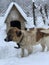 A dog on a chain in the snow near the booth. In the yard there is a mongrel on a leash. Pet on the background of the booth