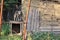 Dog chained next to an old barn