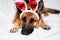 Dog is charming Easter bunny. German shepherd of black and red color lies on white blanket with soft red rabbit toy ears