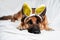 Dog is charming Easter bunny. German shepherd of black and red color lies on white blanket with soft yellow bunny toy ears