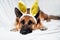 Dog is charming Easter bunny. German shepherd of black and red color lies on white blanket with soft yellow bunny toy ears